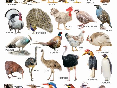 Dreamland Publications Educational Chart for Kids - Birds-1 Hot on Sale