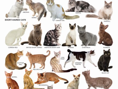 Dreamland Publications Cat Chart : Children Reference Educational Laminated Chart Supply