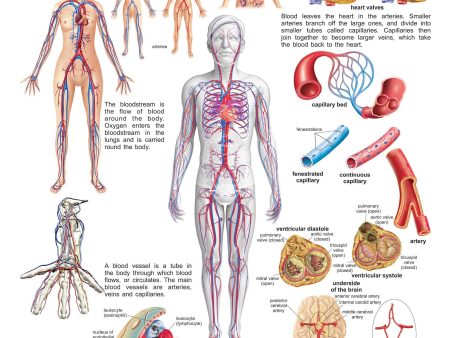 Dreamland Publications Educational Chart for Kids - The Circulatory System Sale