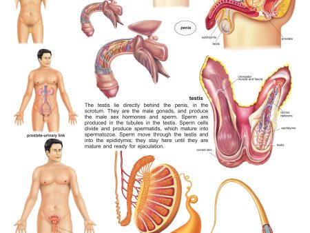 Dreamland Publications Educational Chart for Kids - The Male Reproductive System For Sale