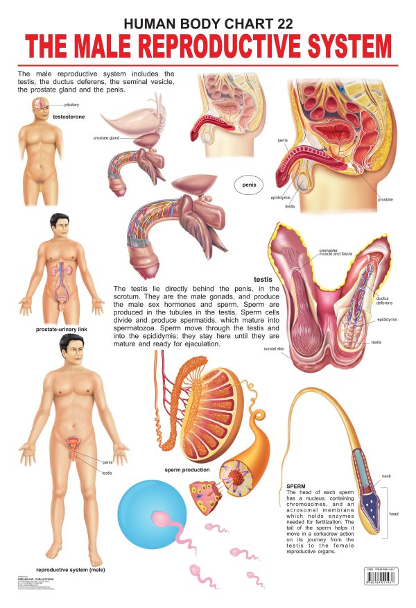 Dreamland Publications Educational Chart for Kids - The Male Reproductive System For Sale