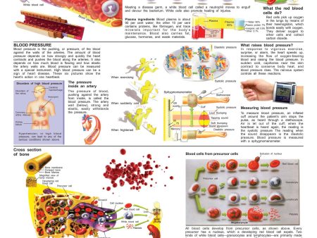 Dreamland Publications Educational Chart for Kids - The Blood Group, Cells & Pressure on Sale