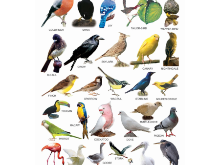 Dreamland Publications Educational Chart for Kids - Birds-2 Online Hot Sale