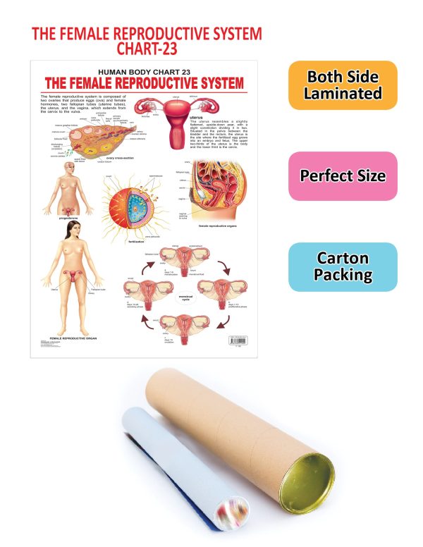 Dreamland Publications Educational Chart for Kids - The Female Reproductive System Cheap