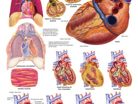 Dreamland Publications Educational Chart for Kids - The Heart on Sale