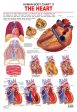 Dreamland Publications Educational Chart for Kids - The Heart on Sale