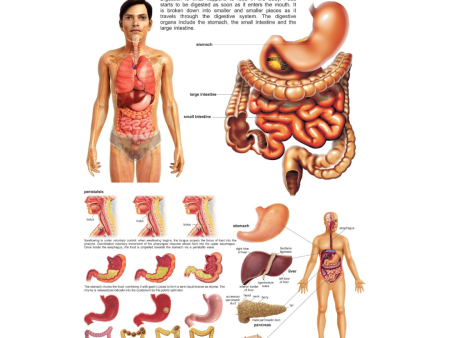 Dreamland Publications Educational Chart for Kids - The Digestive System Fashion