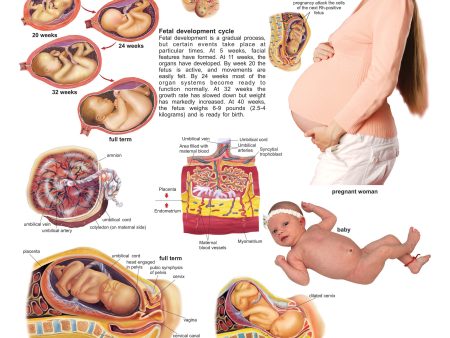 Dreamland Publications Educational Chart for Kids - The Child Birth Cheap