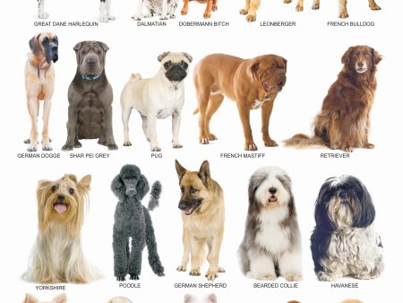 Dreamland Publications Dogs : Children Reference Educational Laminated Chart Discount