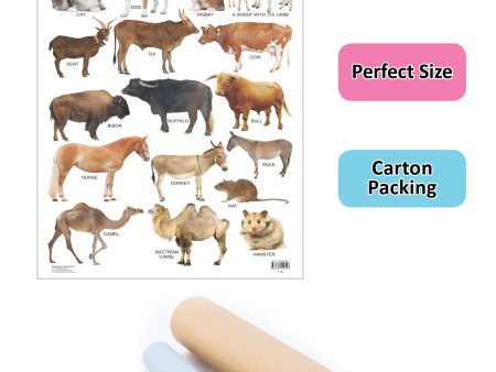 Dreamland Publications Educational Chart for Kids - Animals-1 For Discount