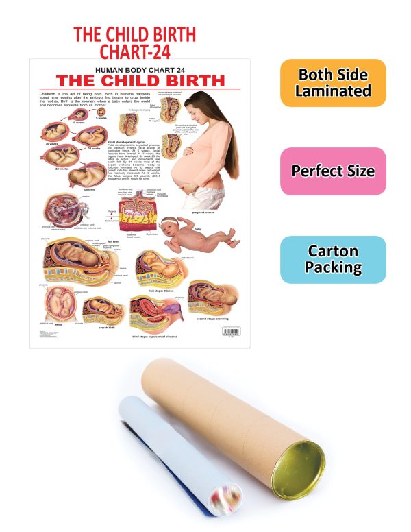 Dreamland Publications Educational Chart for Kids - The Child Birth Cheap