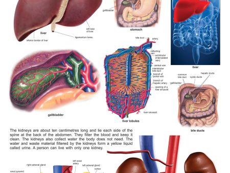 Dreamland Publications Educational Chart for Kids - The Liver & Kidney Sale