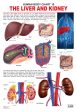 Dreamland Publications Educational Chart for Kids - The Liver & Kidney Sale