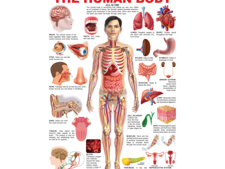 Dreamland Publications Educational Chart for Kids - The Human Body Chart Online Hot Sale