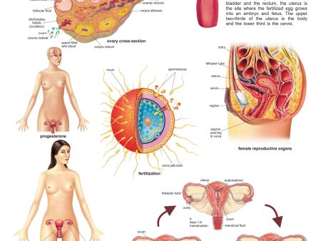 Dreamland Publications Educational Chart for Kids - The Female Reproductive System Cheap