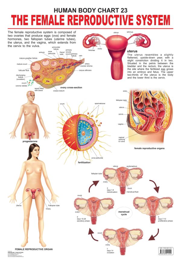 Dreamland Publications Educational Chart for Kids - The Female Reproductive System Cheap