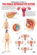 Dreamland Publications Educational Chart for Kids - The Female Reproductive System Cheap