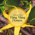 Old Tree Ylang Ylang Essential Oil For Discount