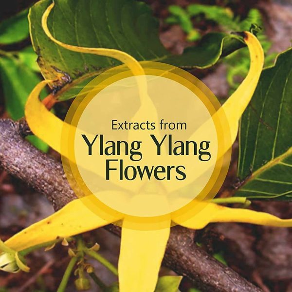 Old Tree Ylang Ylang Essential Oil For Discount