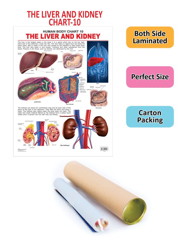 Dreamland Publications Educational Chart for Kids - The Liver & Kidney Sale