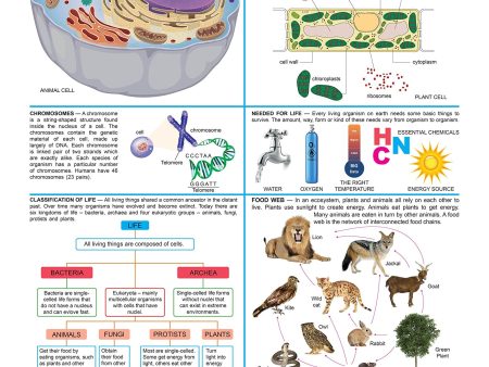 Dreamland Publications Biology : Children Reference Educational Laminated Chart Discount