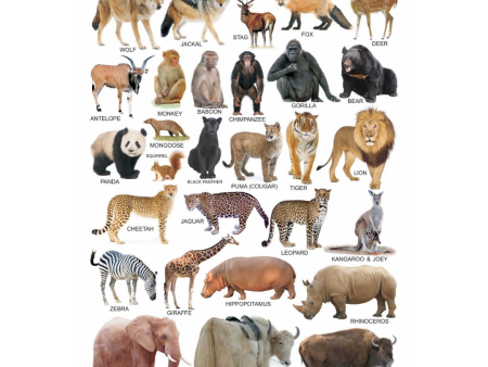 Dreamland Publications Educational Chart for Kids - Animals-2 For Sale