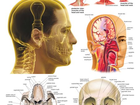 Dreamland Publications Educational Chart for Kids - The Head For Cheap