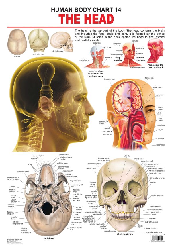 Dreamland Publications Educational Chart for Kids - The Head For Cheap