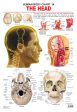 Dreamland Publications Educational Chart for Kids - The Head For Cheap