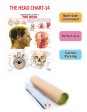 Dreamland Publications Educational Chart for Kids - The Head For Cheap