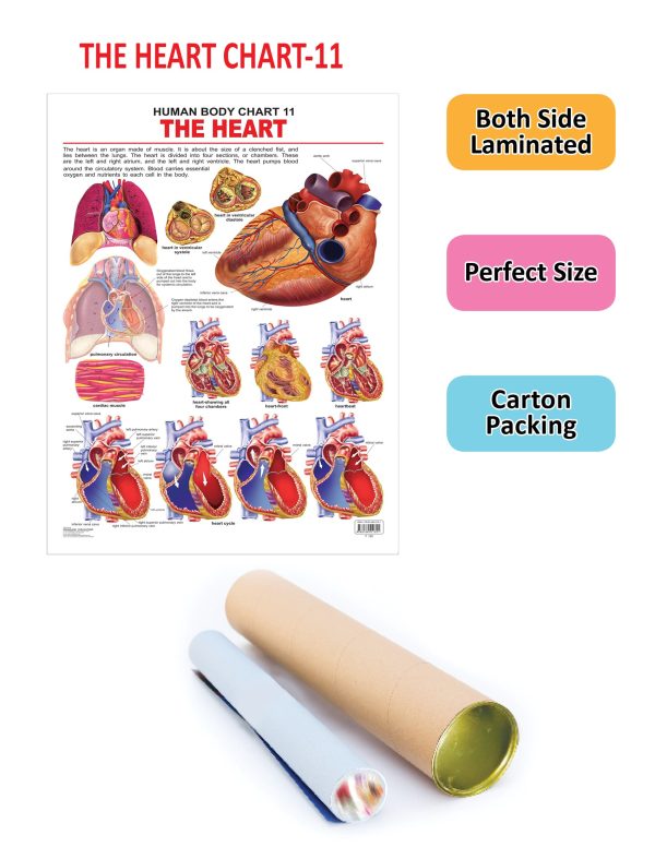 Dreamland Publications Educational Chart for Kids - The Heart on Sale