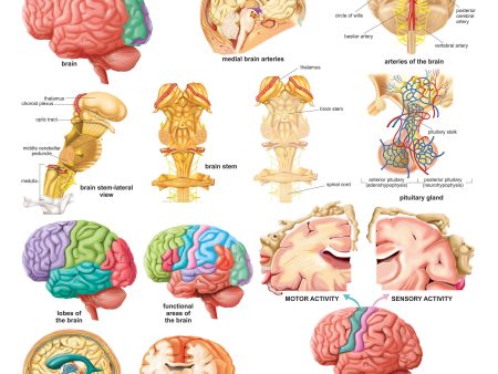 Dreamland Publications Educational Chart for Kids - The Brain on Sale