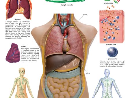 Dreamland Publications Educational Chart for Kids - The Lymphatic Immune System Online Sale